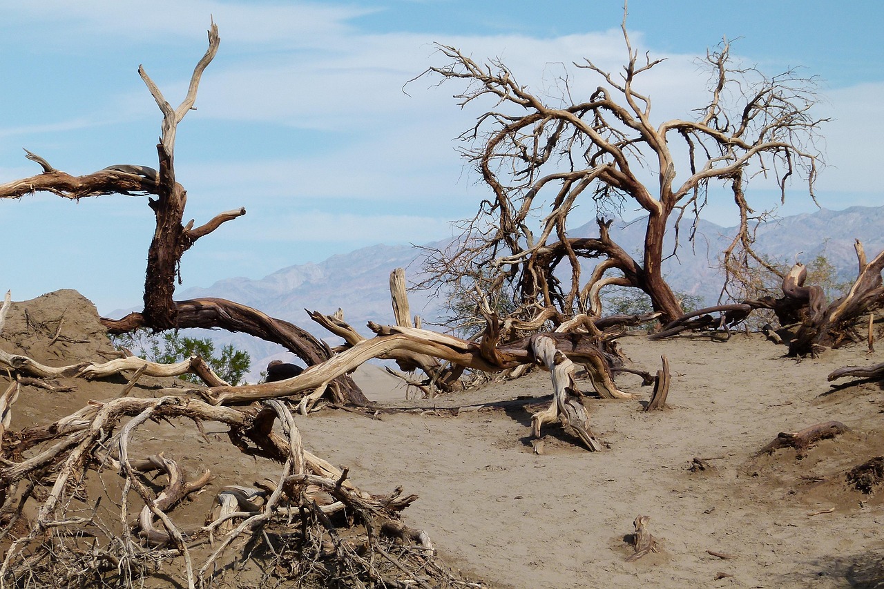 Death valley, scrubs, sand, nature, dunes, scenery, landscape, tourist attraction, california, usa, desert, hot, dry, dry trees, dead trees, flora, root, stump, brown landscape, brown tree, brown dese