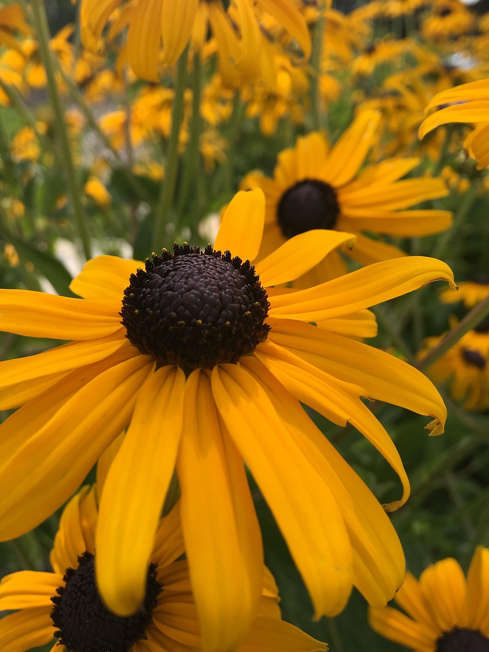 Yellow, sunflower, bloom, nature, growth, pollen, sunny, leaves, color, summer, brown growth, brown sunflower, United States, Rexburg, Idaho