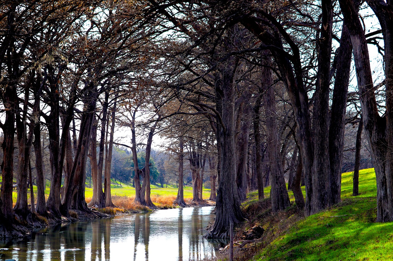 Cypress, hemlock, ranch, farm, nature, landscape, stream, reflections, fields, trees, roots, winter, central texas, texas hill country, sky, meadow, rural, hiking, flowing water, creek, grass
