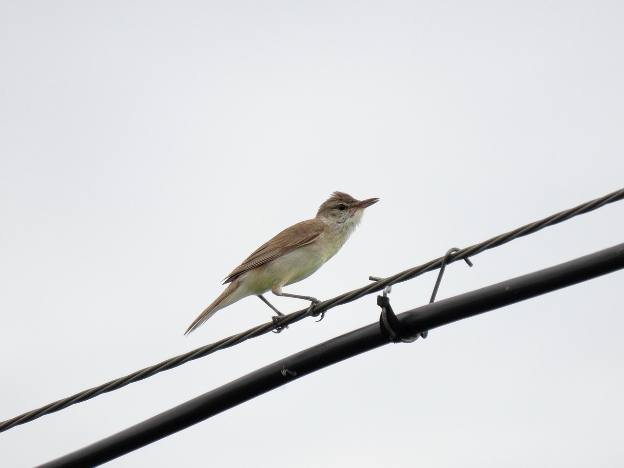 Animal, electrical wire, bird, wild bird, nature, online new mexico, song post, natural, landscape