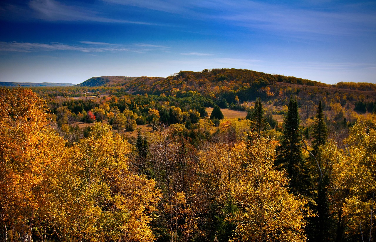 Fall, autumn, trees, leaves, nature, forest, tree, colorful, leaf, landscape, october, michigan, michigan, michigan, michigan, michigan, michigan