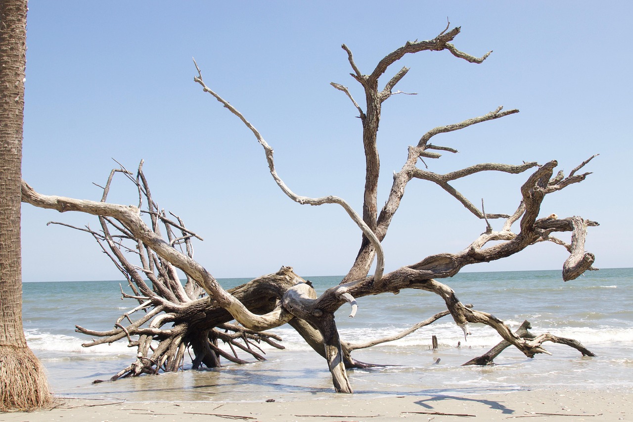 Beach, edisto, south, carolina, salt, tree, coast, alone, dead, driftwood, island, water, ocean, nature, landscape, coastal, blue alone, edisto, edisto, edisto, edisto, edisto, driftwood, driftwood