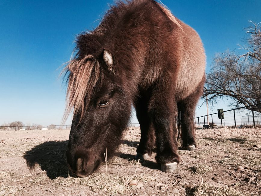 Shetland pony grazing in the sunny fields of Roswell, New Mexico.