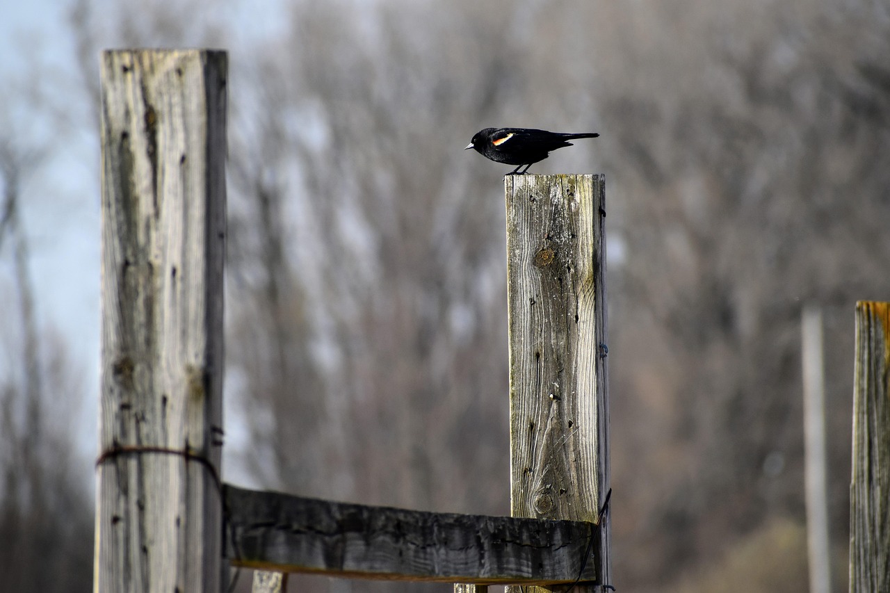 Bird, blackbird, nature, marsh, landscape, winter, michigan, countryside, bridge