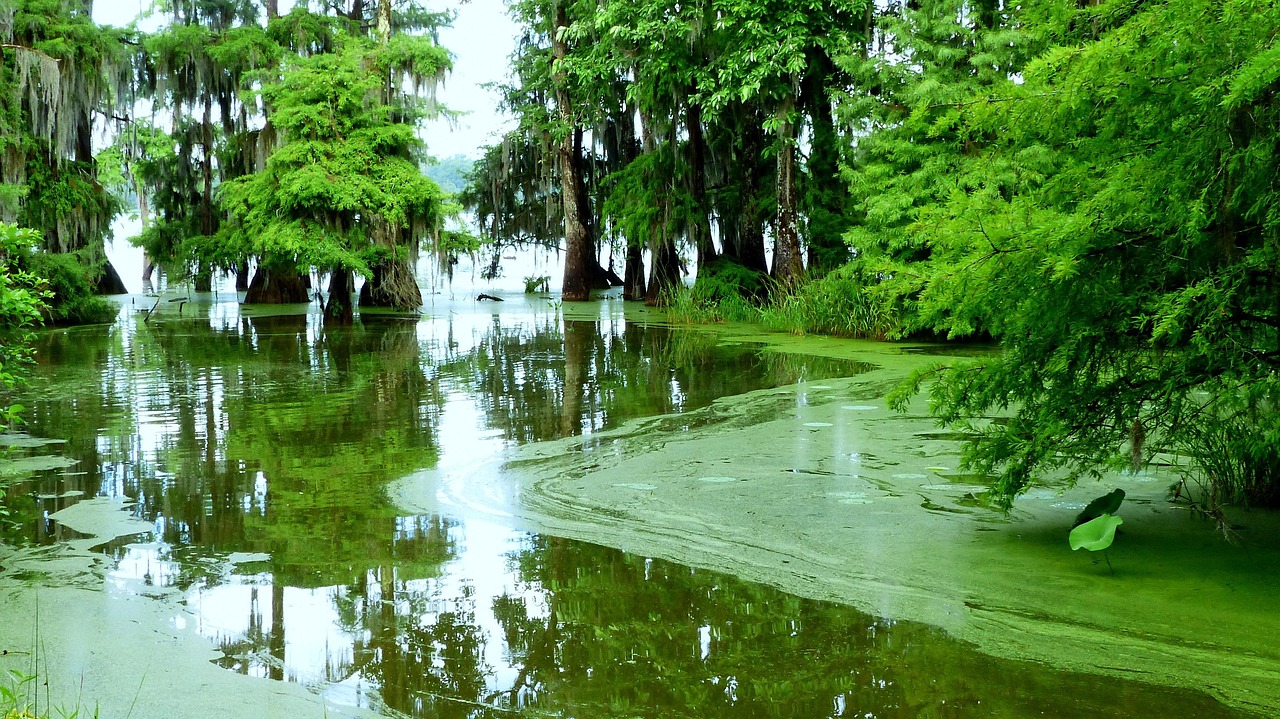 Lake, forest, bayou, louisiana, landscape, trees, reflection, calmed down, calm, green, savage, ecology, sheets, bayou, bayou, bayou, bayou, bayou, louisiana, louisiana
