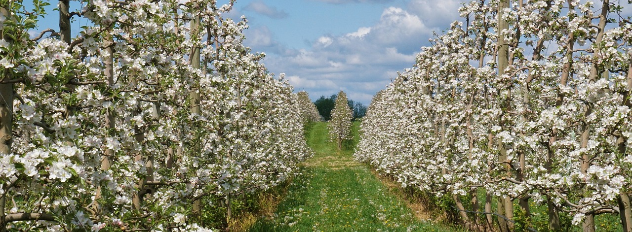 Apple, orchard, landscape, nature, agriculture, spring, clouds, bellingham, washington
