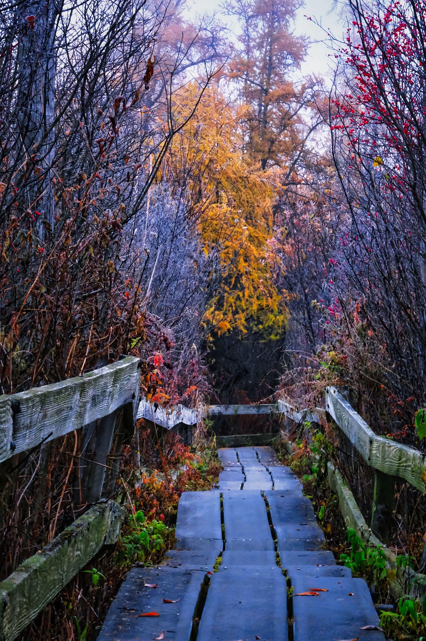 Sunset, nature, fog, forest, three, morning, sunrise, bush, leaves, fall, autumn, landscape, scenery, rustic, wild, nostalgic, bridge, park, illinois