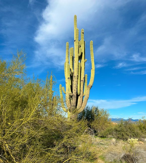 A tall saguaro cactus rises amidst desert vegetation under a vibrant blue sky in Scottsdale, Arizona.