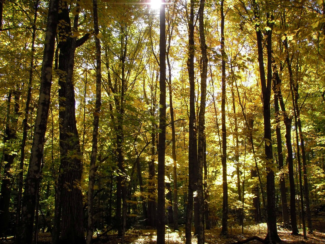 Fall, forest, full hd wallpaper, beautiful nature, free background, sunlight, woods, desktop backgrounds, 4k wallpaper, cool backgrounds, autumn, daylight savings, beautiful wallpaper, october, novemb
