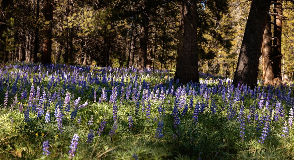 A vibrant field of purple lupines blooms in a forest in Sheridan, Wyoming.