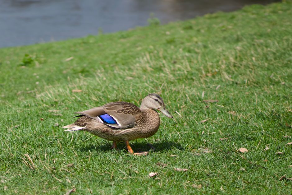 Close-up of a mallard duck standing on lush grass in Sioux Falls, SD, USA.