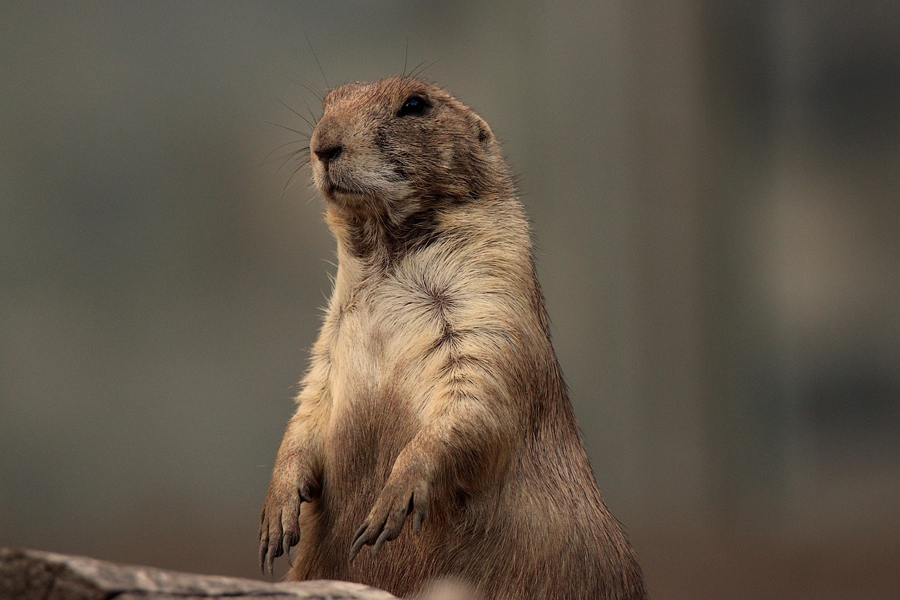 Prairie, prairie dog, species, nature, fauna, zoo, animal, wildlife, wild, mammal, paw, rodent