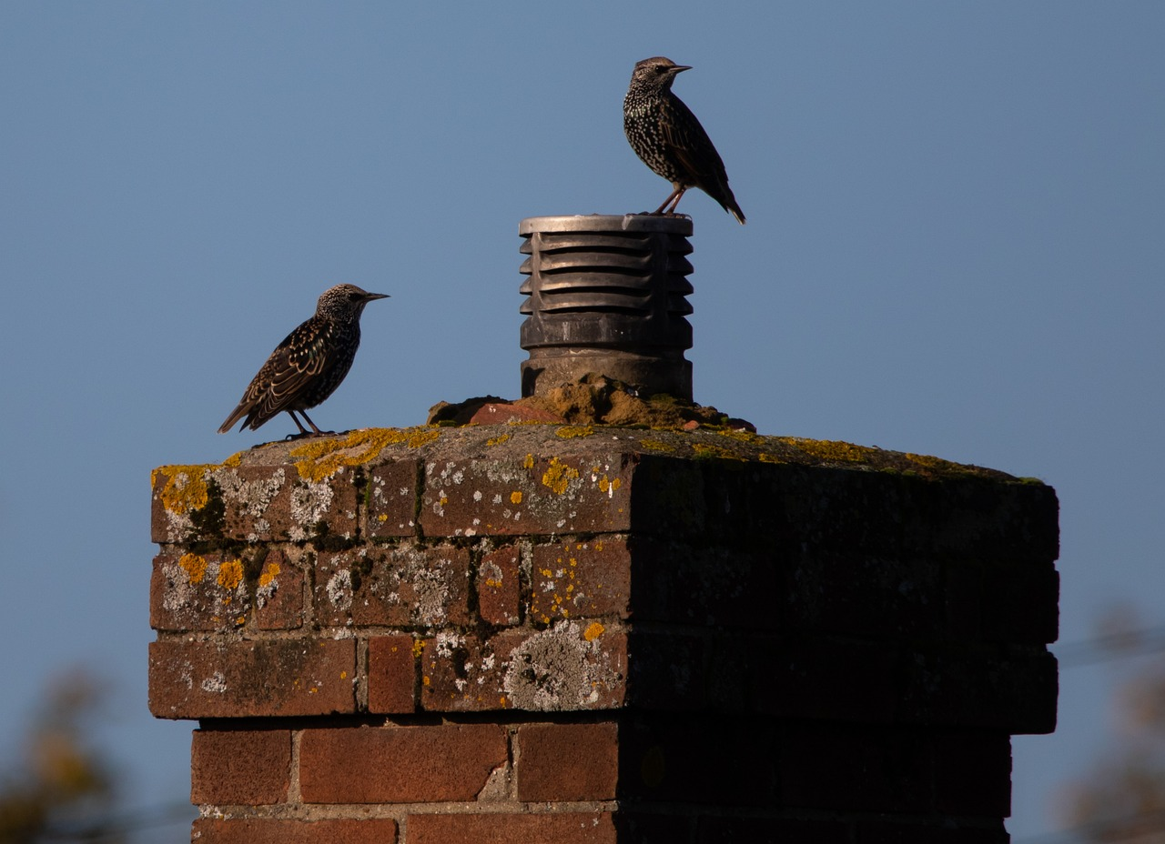 Starlings, starlings on a brick chimney, brick, chimney, birds on roof, house, birds perching, sunny