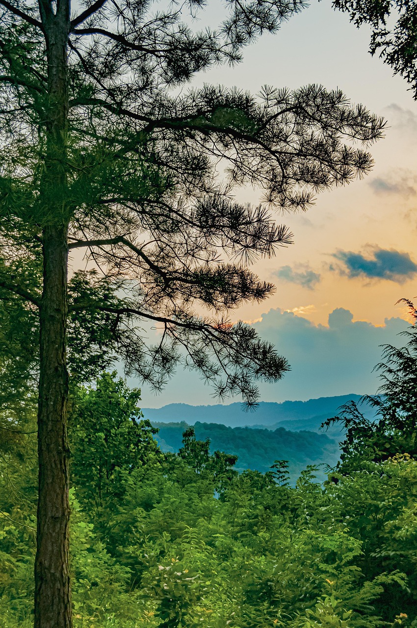 West virginia, trees, mountains, landscape, nature, woods, appalachian, countryside, rural, scenic, forest, hills, outdoor, environment, clouds, sunset, green sunset, green mountain, green clouds, wes