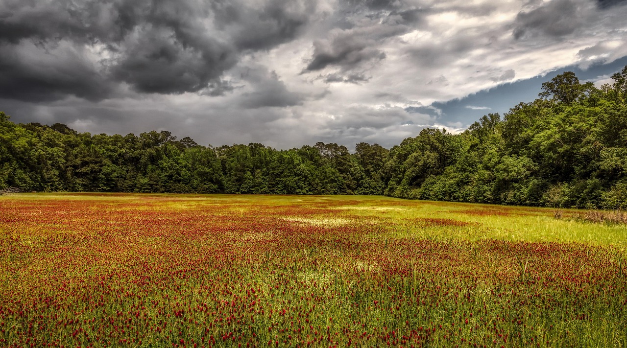 Mississippi, flowers, plants, wildflowers, beautiful flowers, beautiful, summer, landscape, america, sunset, dusk, nature, outdoors, country, rural, flora, flower wallpaper, meadow, field, flower back