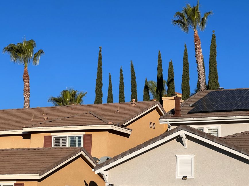 Suburban houses with palm trees under a clear blue sky