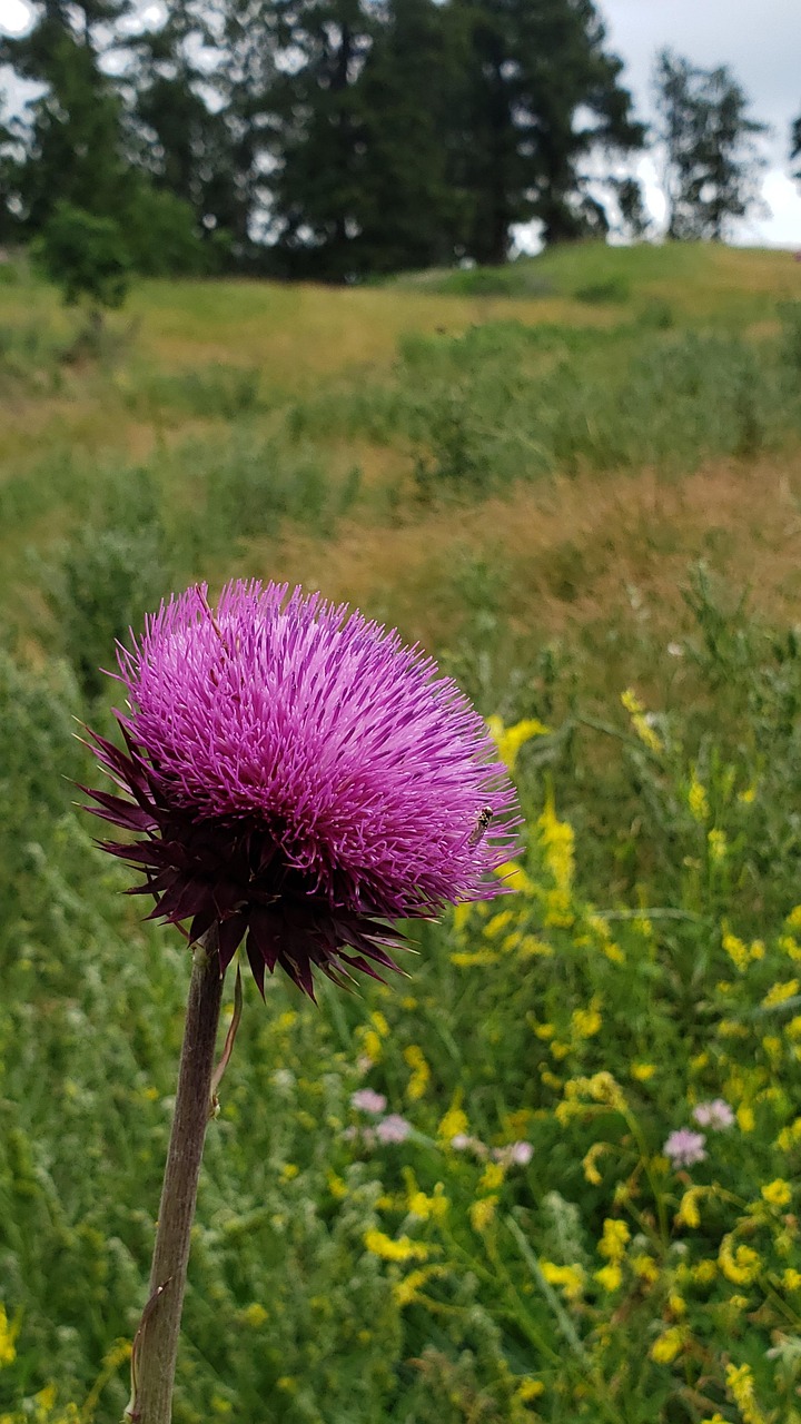 Nettle, flower background, nature, beautiful flowers, pink, flower, wildflower, flower wallpaper, black hills, United States, Spearfish, South Dakota