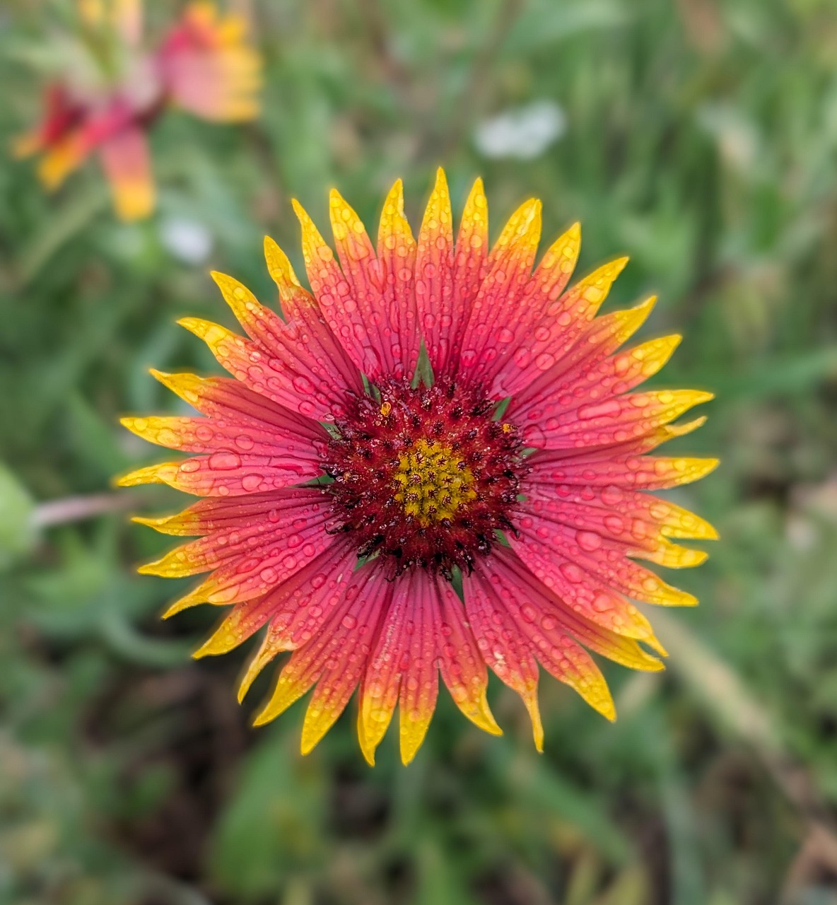 Spring, flower, beautiful flowers, nature, field, outdoors, flower wallpaper, flower background, flora, United States, Horseshoe Bay, Texas
