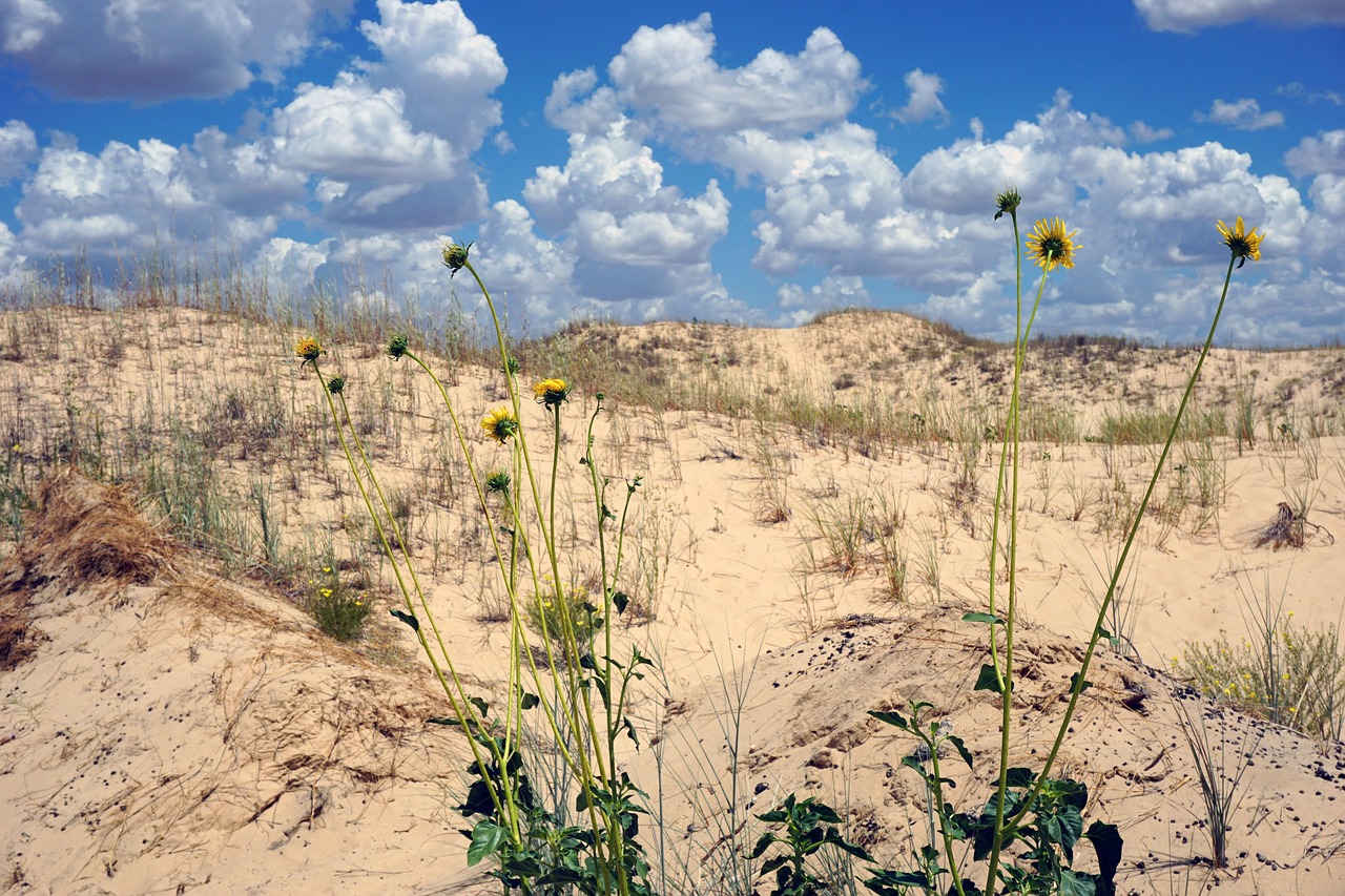 Flowers, plants, weeds, dunes, flower wallpaper, sand, nature, sand dunes, cumulus, sky, flower background, clouds, landscape, beautiful flowers, monahans, sandhills, texas