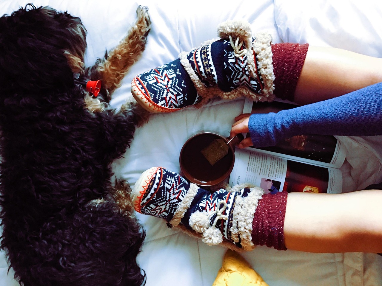 Dog, tea cup, pet, furry, animal, tea, drink, cup, warm, slipper, boots, nature, socks, sweater, book, cozy, fall, season, fall season, overhead, United States, Spring Valley, Nevada
