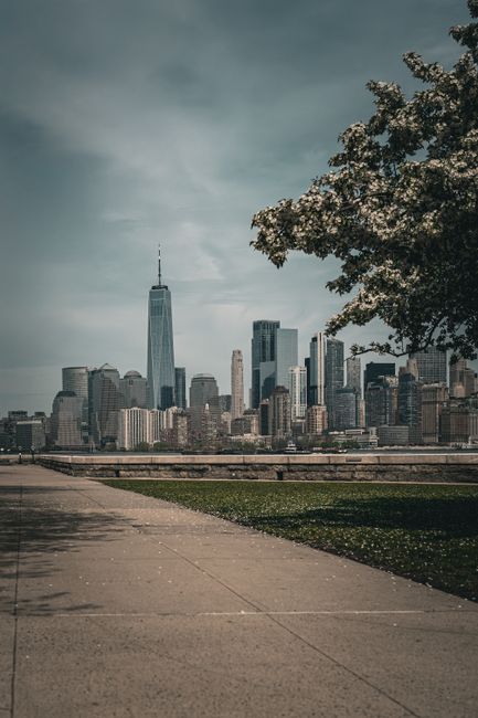 Blooming tree frames stunning New York City skyline with One World Trade Center in spring.