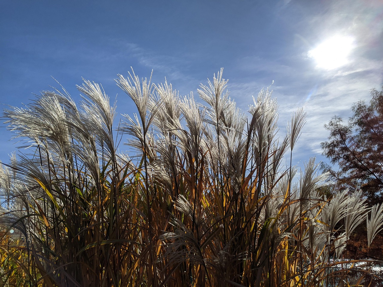 Grass, plants, field, sunlight, sky, windy, autumn, nature, landscape, United States, Missouri, Saint Charles