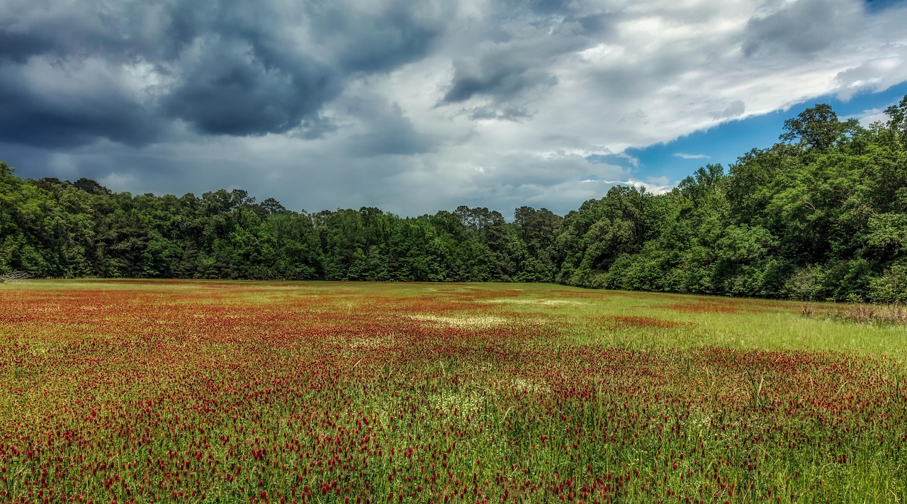 Mississippi, panorama, meadow, field, landscape, america, beautiful flowers, mood, sky, clouds, sunset, dusk, forest, trees, flower wallpaper, woods, nature, outdoors, country, flower background, rura