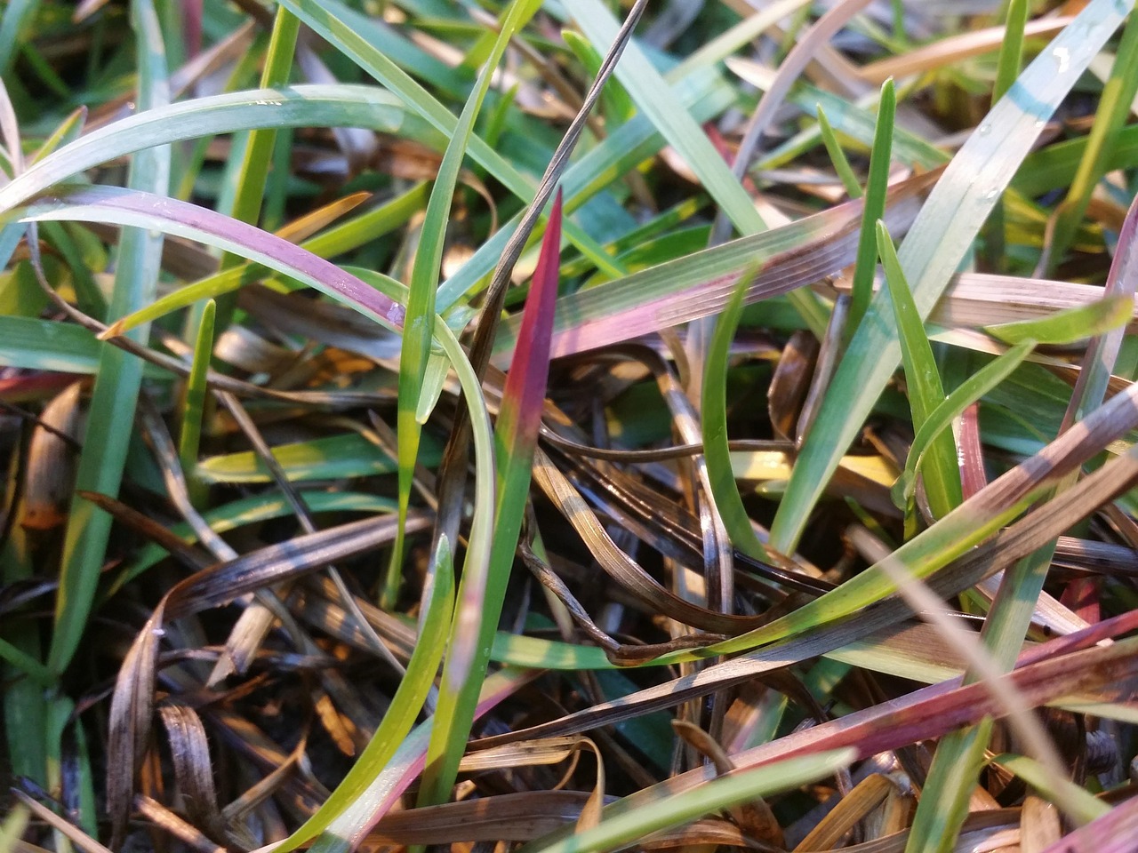 Phosphorus deficiency, grass, leaves, green, vegetation, nature, centipedegrass, centipede grass, savannah georgia, United States, State College, Pennsylvania