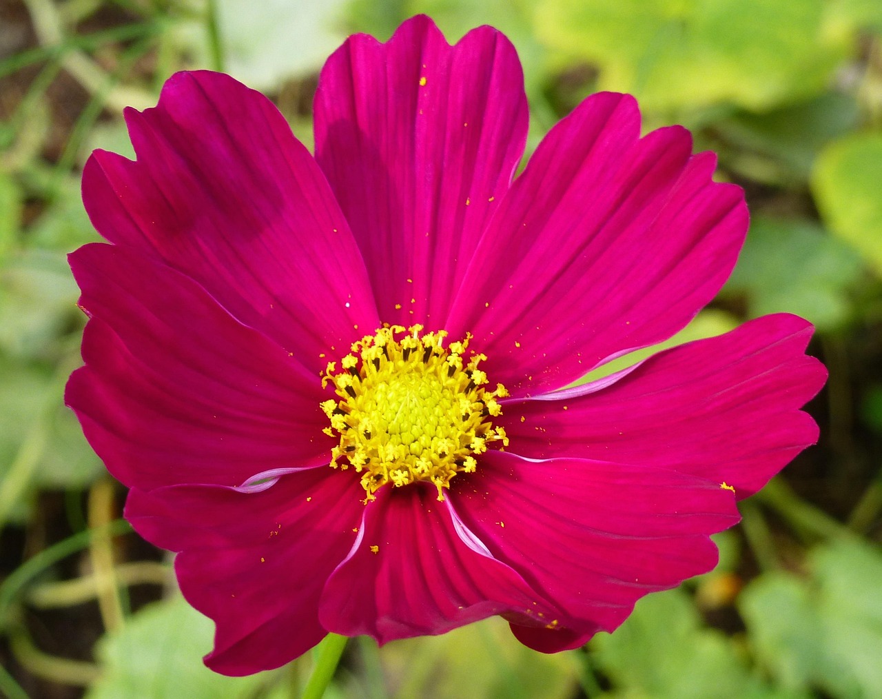 Flower, beautiful flowers, flower background, floral, blossom, flora, flower wallpaper, blooming, nature, garden, petal, closeup, United States, Ohio, Strongsville