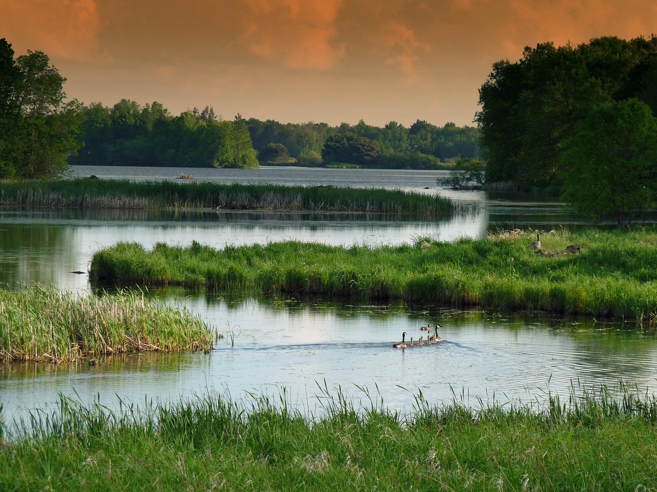 Wisconsin, landscape, scenic, stream, lake, wetland, reflections, forest, trees, sky, clouds, canadian geese, nature, outside, summer, spring, countryside, green sky, green landscape, green clouds, gr