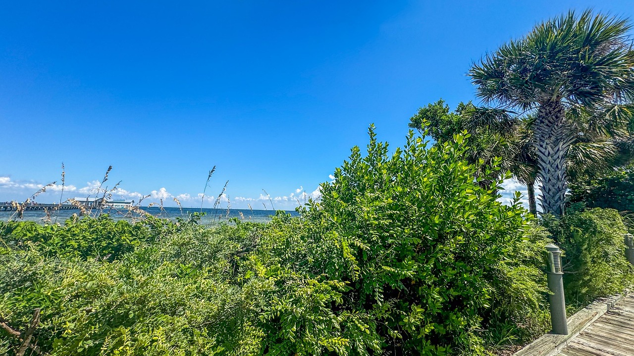 Coast, tropical, palm, summer, scenery, nature, landscape, United States, Anna Maria, Florida