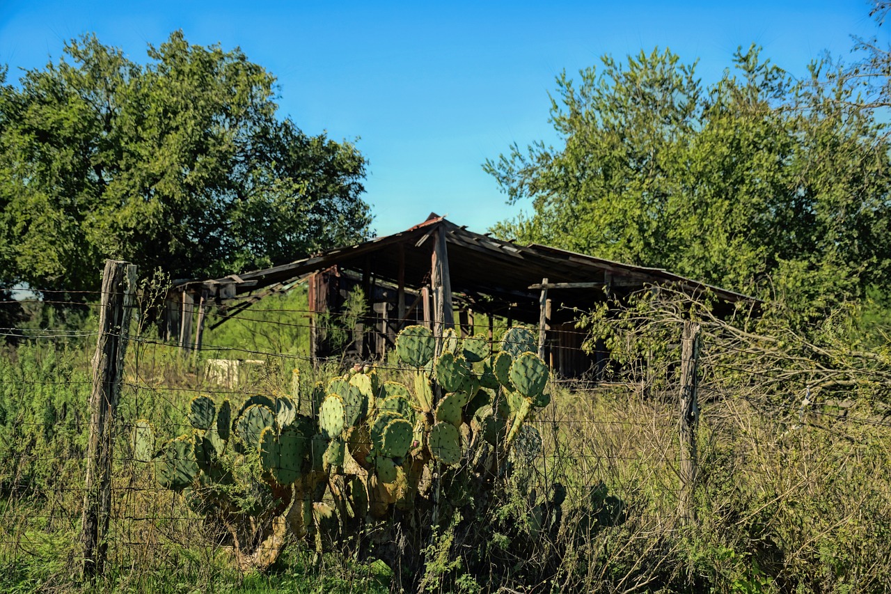 Texas, scenic, landscape, countryside, shed, cactus, country, outdoors, rural, travel, austin, tx