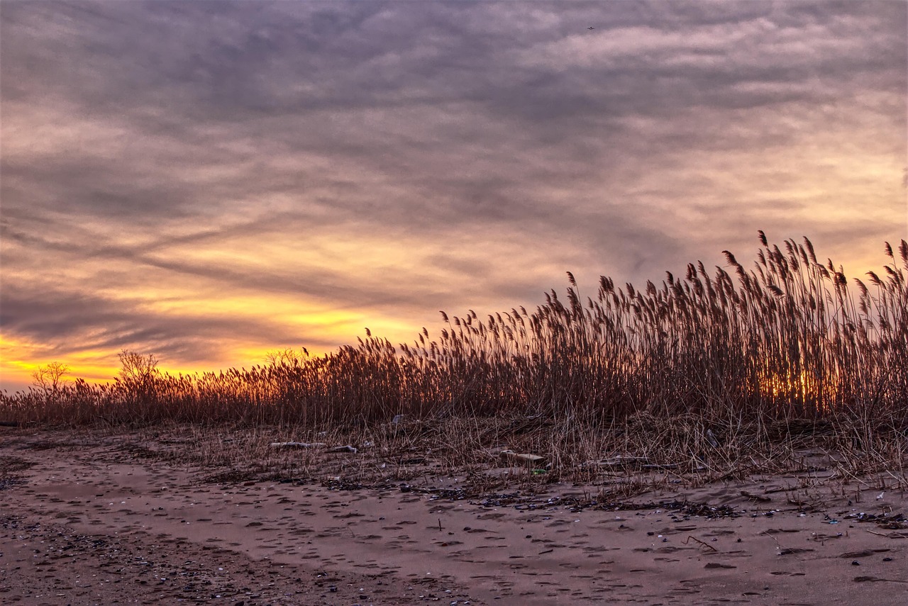 Beach, landscape, sunset, nature, clouds, field, staten island, new york