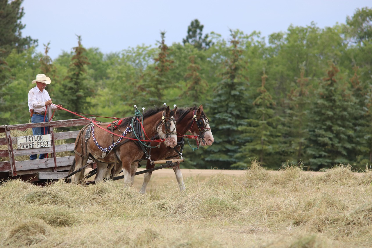 Horses, wagon, cart, agriculture, north dakota, taylor, nature, farm, summer, grass, outdoors, countryside, animal, rural, hayfield, country, landscape, travel, rockeman