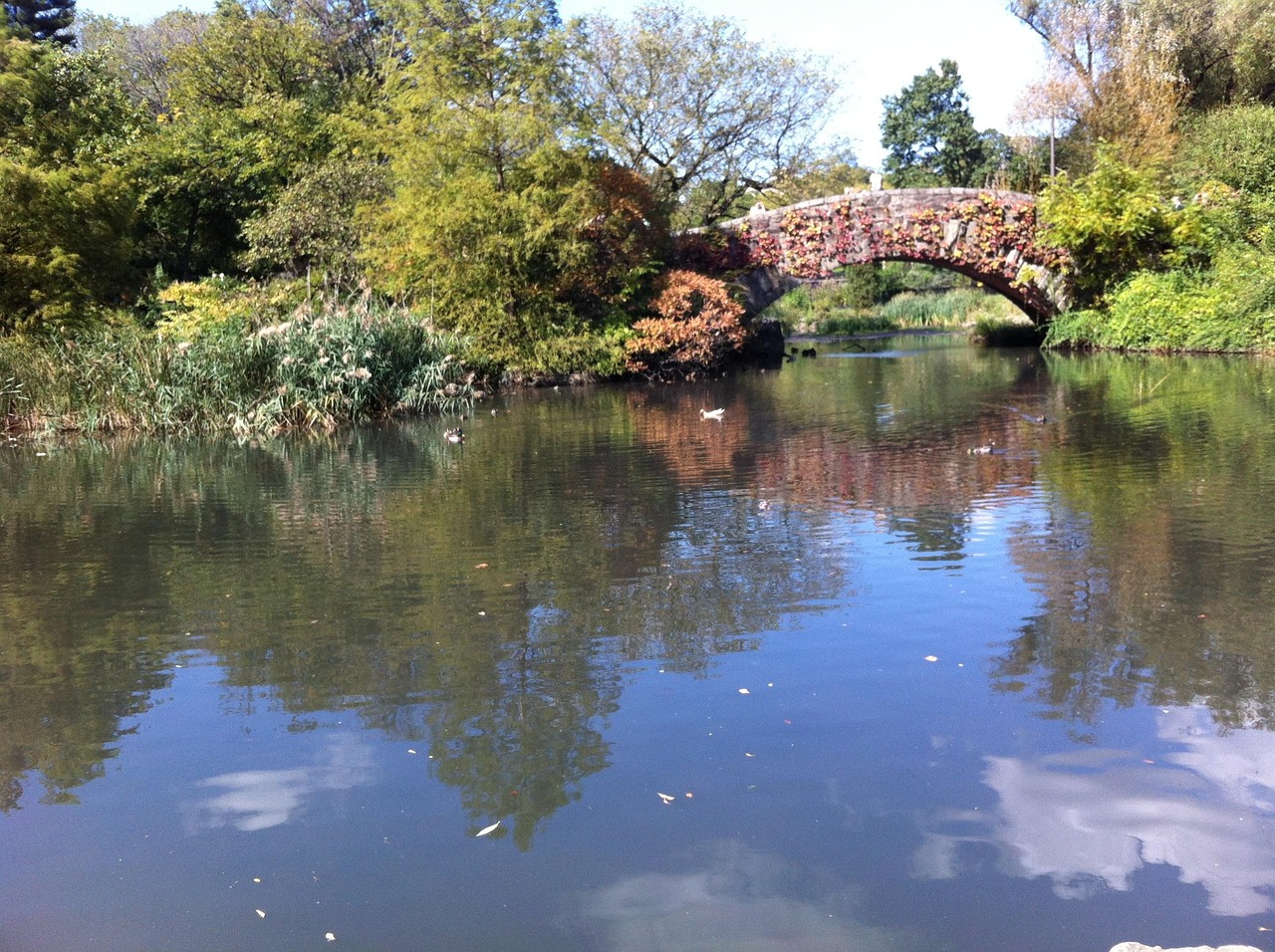 Central park, new york, bridge, water, nature, quiet, new york city, nyc, city, usa, america, cities, park, united states, ny, central park, central park, central park, central park, central park, Uni