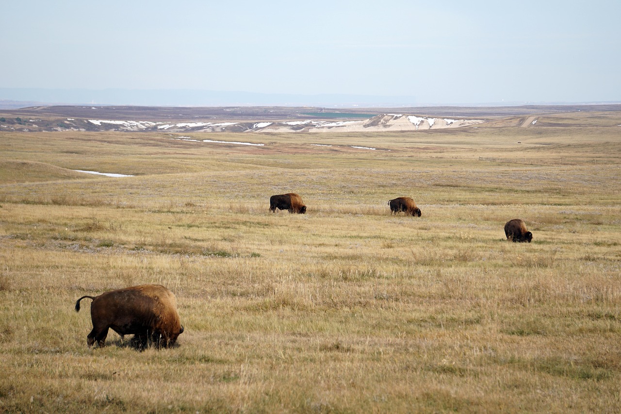 Badlands, south dakota, bison, buffalo, animal, nature, wildlife, landscape, south dakota, south dakota, south dakota, south dakota, south dakota