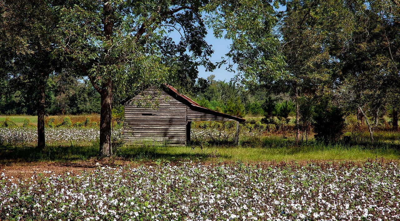 Alabama, farm, cotton, agriculture, field, barn, shed, landscape, spring, summer, nature, outdoors, countryside, rural, trees, hdr, alabama, alabama, alabama, alabama, cotton, cotton, cotton, cotton,