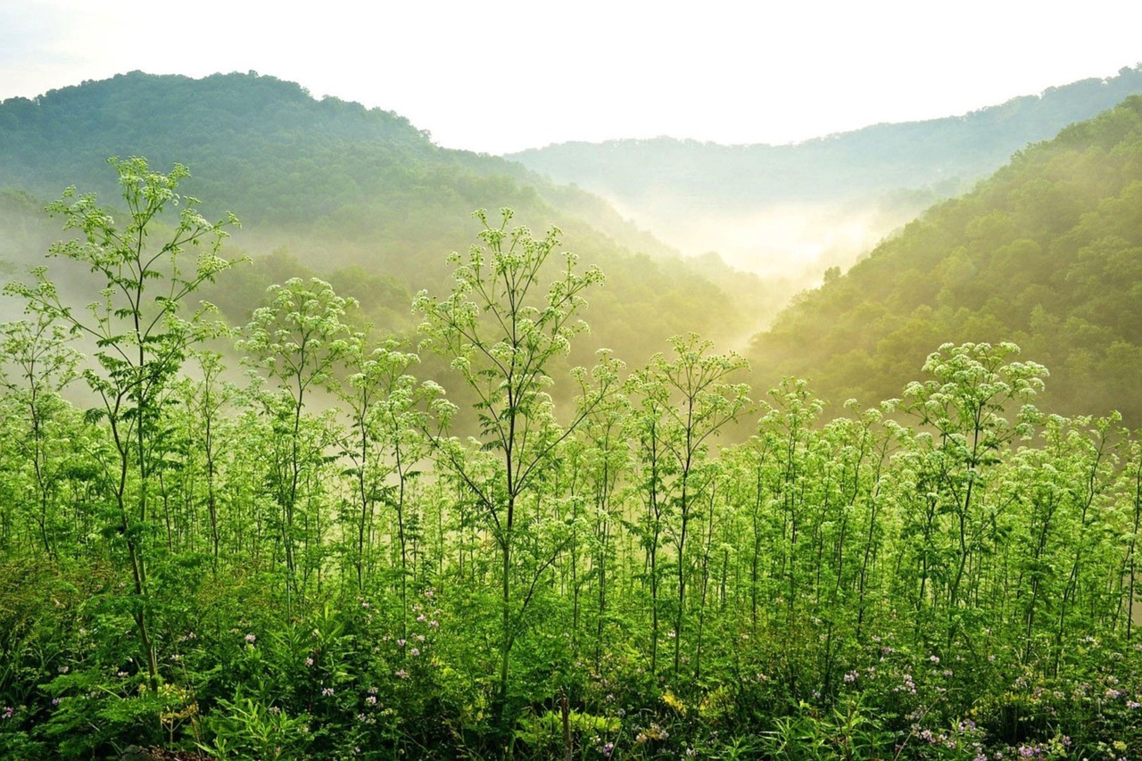 Pipestem resort state park, sunrise, trees, west virginia hills, hills, nature, landscape, mountain, fog, morning mist, mist