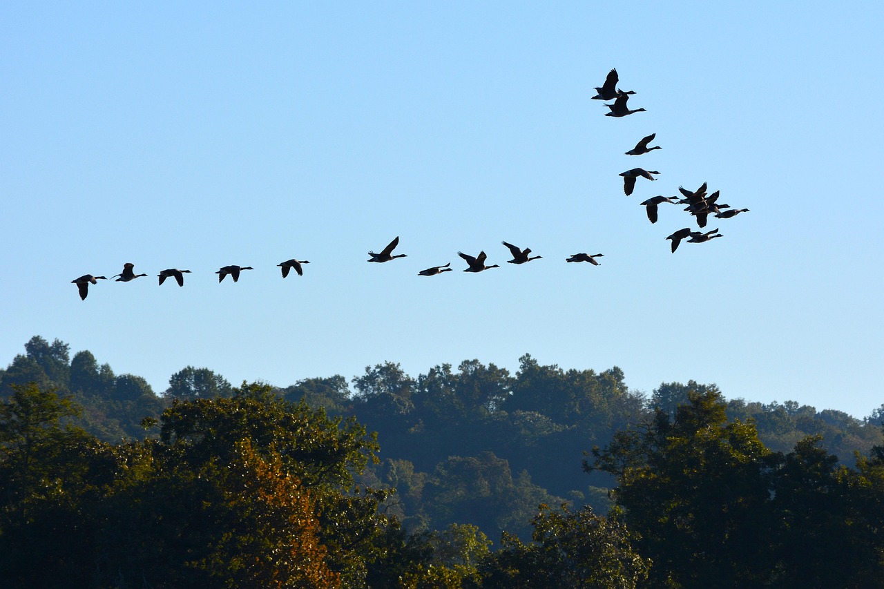 Sky, flight, bird, geological formation, outdoors, nature, landscape, wildlife, tree, flock, cloud, pennsylvania, maryland, susquehanna, susquehanna river, susquehanna state park