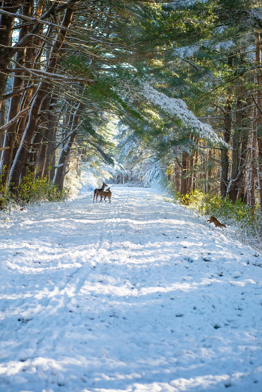 Deer, road, snow, trees, winter, animals, mammals, wildlife, landscape, nature, southborough, massachusetts, usa