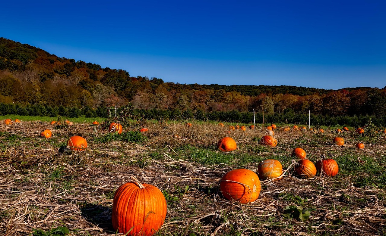 Pumpkin patch, autumn, fall, halloween, harvest, outdoor, field, agriculture, forest, trees, woods, foliage, nature, colorful, landscape, hills, rural, farmland, country, countryside, connecticut, hdr