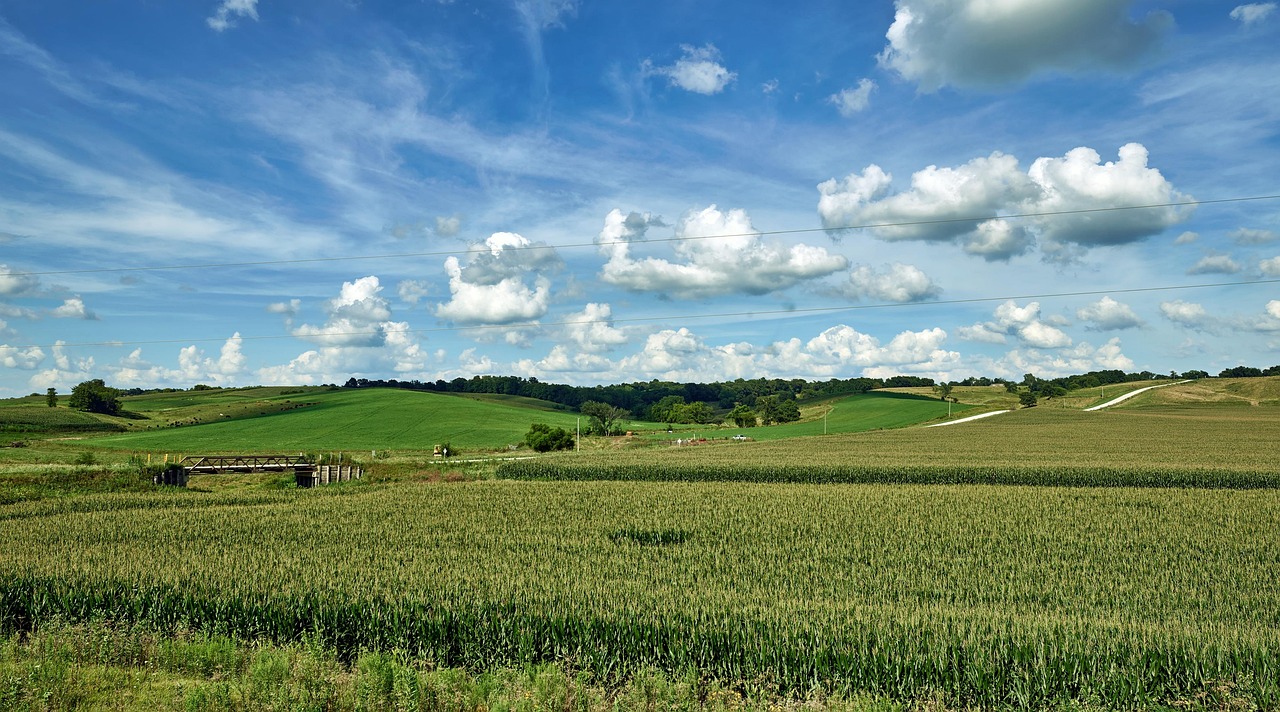 Iowa, corn, cornfield, sky, clouds, summer, agriculture, farm, landscape, nature, outdoors, panorama, country, rural, beautiful, america, crops, blue farm, iowa, iowa, iowa, iowa, iowa