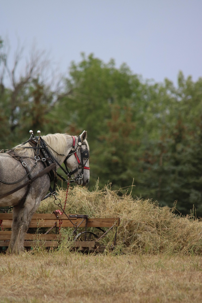 Percheron, hay, standing, harness, grass, nature, outdoors, field, animal, mammal, farm, hayfield, agriculture, rural, tree, landscape, countryside, side view, rockeman, north dakota, draft horse, per