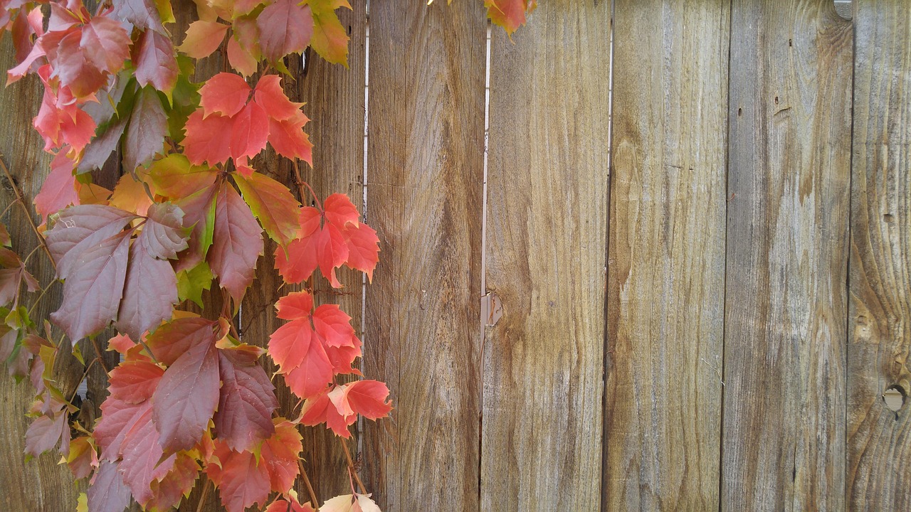 Vines, autumn, greeting card, fall, wood fence, United States, West Jordan, Utah