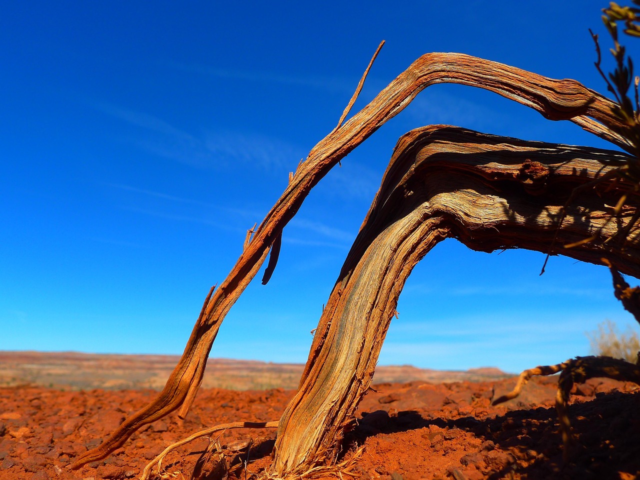 Desert, tree, landscape, wood, branch, barren, arid land, nature, scenery, utah, desert, desert, desert, desert, desert, wood, wood, branch, utah, utah, utah, utah