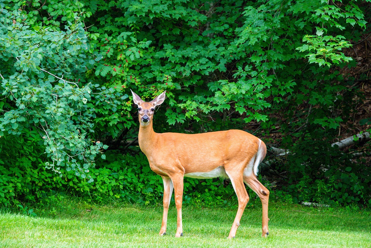 Deer, whitetail, wildlife, forest, nature, outdoors, doe, brown, young, woods, landscape, southborough, massachusetts, mohan, nannapaneni, usa, green forest, green landscape, deer, whitetail, whitetai