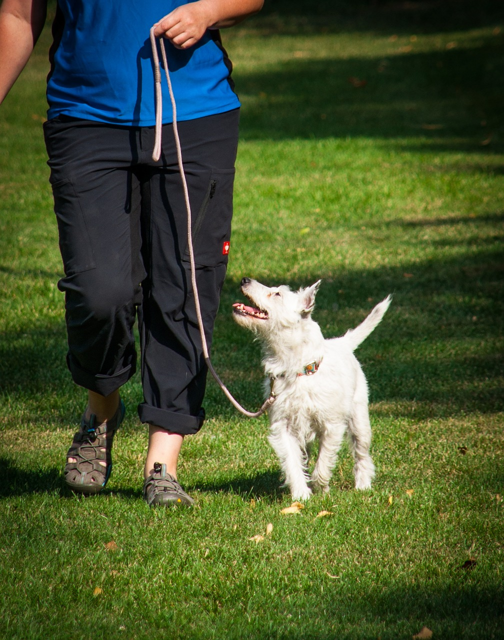 Running, walk, when walking, at foot, leash, pet, on the lead run, footwork, companion dog exam, team test, dog sport, sports, dog, animal, a dog-human team, training, testing