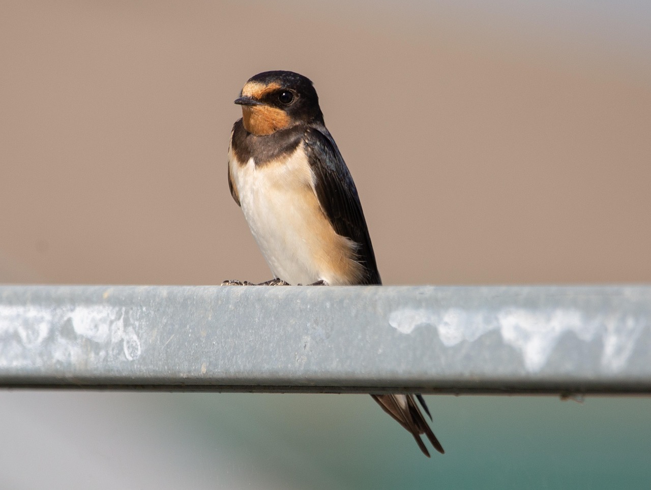 Swallow on a wire, nature, swallow, summer bird, bird on a wire, swift, resting, bird, martin, zoology, silhouette, ornithology