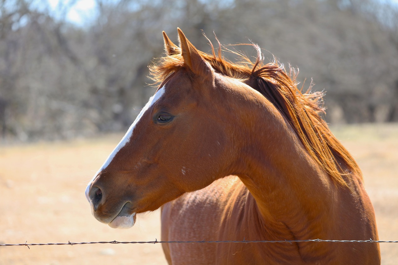 Horse, chestnut, barbed wire, ranch, texas, hill country, animal, field, farm land, nature, windy, fence, landscape