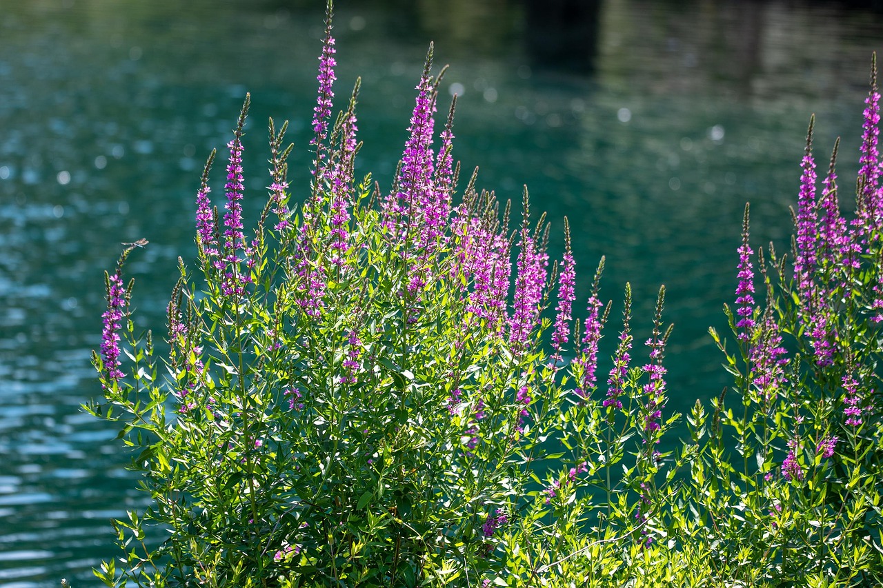 Flowers, flower wallpaper, purple flowers, purple, lake, beautiful flowers, water, landscape, nature, flower background, saint charles, missouri, outdoor